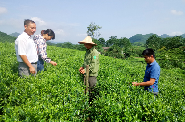 Nguồn gốc trà xanh Tân Cương Thái Nguyên