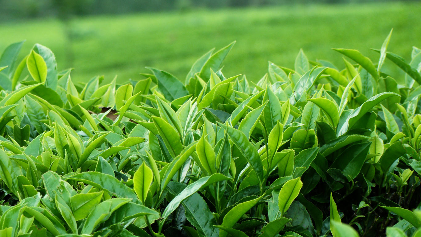 Những búp trà xanh ở đồi chè Tân Cương, Thái Nguyên