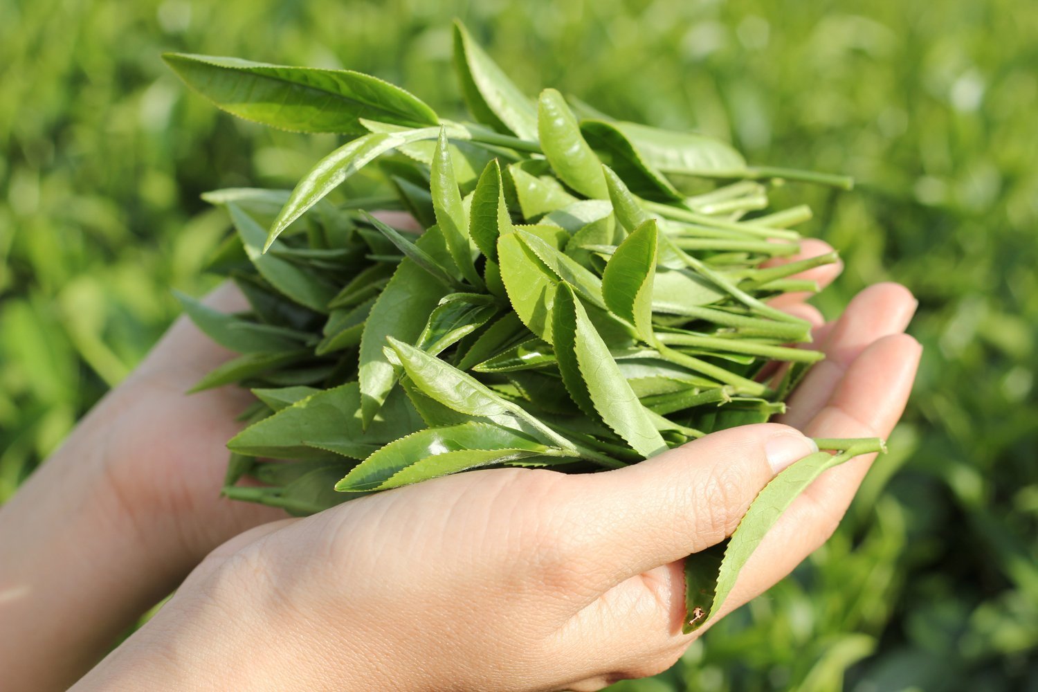 Trà hữu cơ là sản phẩm được chế biến từ cây trà được trồng và phát triển trong điều kiện tự nhiên, không sử dụng phân bón, hóa chất (Ảnh: sưu tầm)