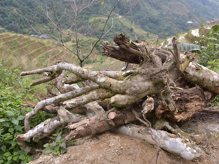 Những gốc trà với đường kính hơn 20 cm, áng chừng trên trăm năm tuổi, bị đốn hạ ở vùng Thượng Sơn, Hà Giang