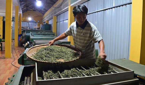 Mùa A Sênh - người H’Mông ở Tà Xùa điều khiển giàn máy làm trà hiện đại thay thế cách làm truyền thống