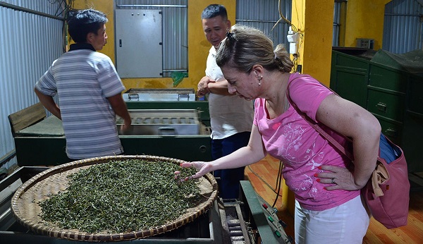 Nhà báo chuyên viết về trà thế giới Vanessa Facenda (Mỹ) tìm hiểu quy trình sản xuất trà Tà Xùa, Sơn La