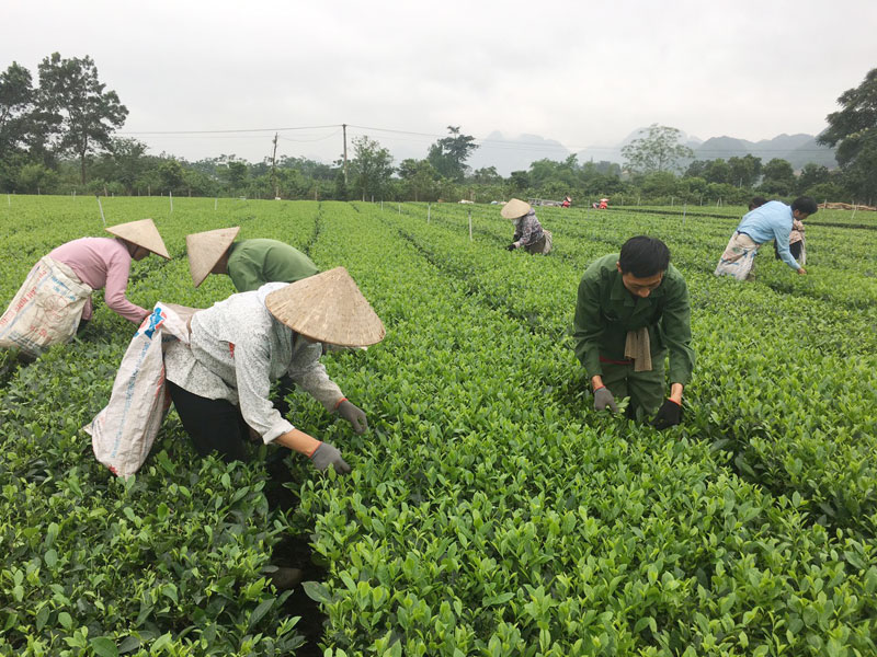 Người dân thôn Tân Lâm, xã Phú Thành (Lạc Thuỷ) thu hoạch chè.