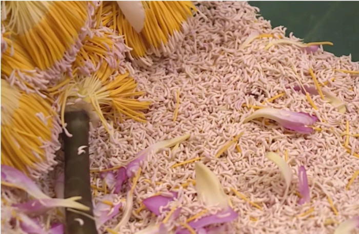 Gạo sen ( một bộ phận của nhụy hoa sen).
