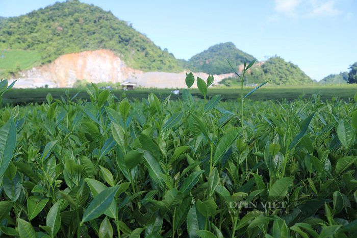 Khi Công ty cổ phần Chè Sơn La quy hoạch lại vùng chè nguyên liệu, những cây chè Phiêng Cằm đã khôi phục, phát triển ổn định. Ảnh: Mùa Xuân.