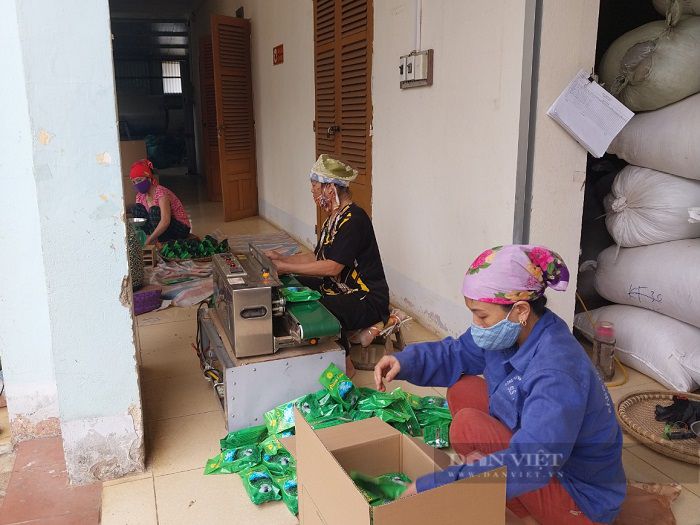 Chè đặc sản Phiêng Cằm sau khi chế biến tại xưởng ở xã Phiêng Cằm sẽ được vận chuyển về thị trấn Hát Lót, huyện Mai Sơn đóng gói và xuất bán ra thị trường. Ảnh: Mùa Xuân.