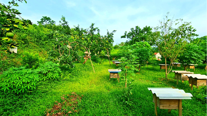 Một vườn ong trong Lưu Gia Farm