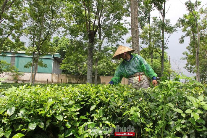 Ông Nguyễn Văn Phong cho biết gia đình ông gắn bó với nghề trồng chè nhiều năm nay, thu nhập phần lớn dựa vào cây chè.