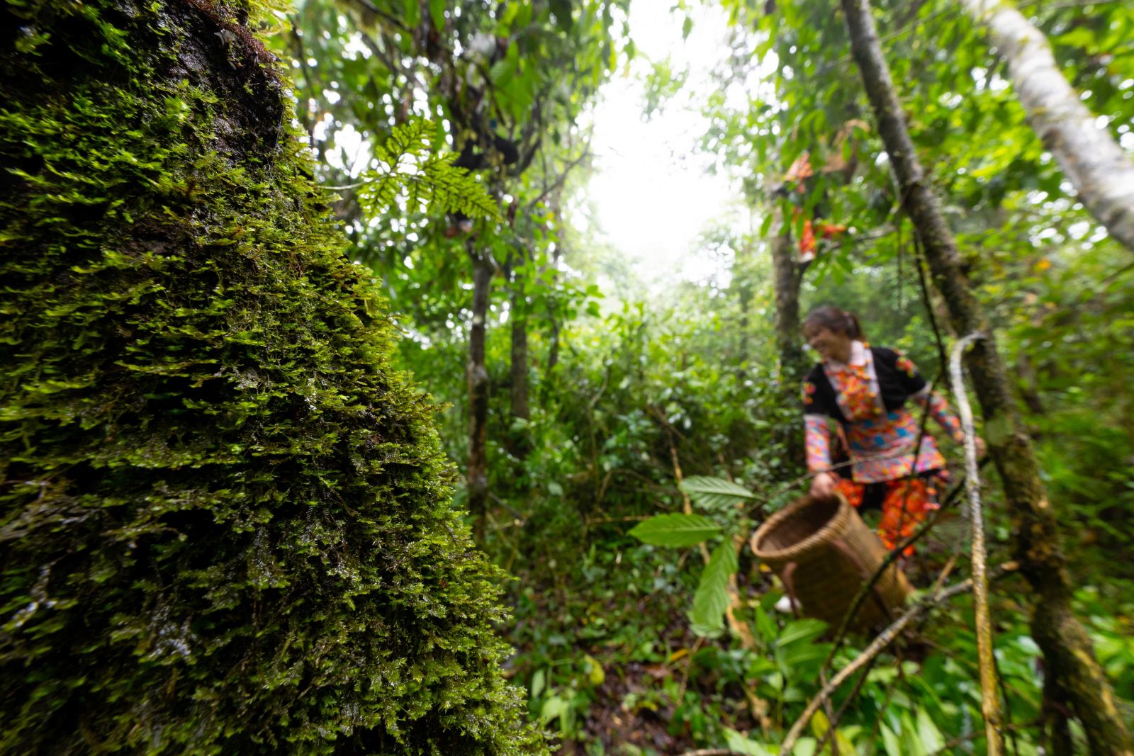 Dưới tán rừng Phàn Liên San lảng bảng mù mây, ẩm ướt, những thiếu nữ dân tộc Dao đỏ như chị Phùng Tả Mẩy hái búp chè Shan tuyết cổ thụ từ sáng sớm.